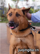 警犬来啦花少剧照